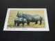 75279-    ANIMALS - NEUSHOORN / RHINO - Rinoceronte