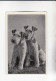 Mit Trumpf Durch Alle Welt Heitere Tierbilder II Die Drahthaarterrier    C Serie 14 # 3 Von 1934 - Other Brands