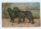 Y7842/ Hunde Neufundländer AK Ca.1912 - Dogs