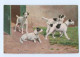 Y7841/ Hunde Terrier AK Ca.1912  - Dogs