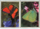 PAPILLON PAPILLONS LOT De 2 Format 11,50 X 16 Cm * Belle Image Glacée Sur Support épais Double Pour Faire Carte Postale - Vlinders