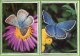 PAPILLON PAPILLONS LOT De 2 Format 11,50 X 16 Cm * Belle Image Glacée Sur Support épais Double Pour Faire Carte Postale - Mariposas