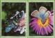 PAPILLON PAPILLONS LOT De 2 Format 11,50 X 16 Cm * Belle Image Glacée Sur Support épais Double Pour Faire Carte Postale - Butterflies