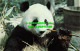 R519495 Giant Panda. Zoological Society Of London. Michael Lyster - Autres & Non Classés