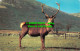 R519763 A Red Deer Stag In The Scottish Highlands. Photo Precision. Colourmaster - Mondo