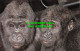 R519778 Young Gorillas. The Zoological Society Of London. M. Lyster - Other & Unclassified