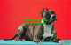 R519787 Staffordshire Terrier. Koppell Color Cards. Upper Michigan Card George M - Mondo