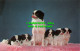 R519788 Japanese Spaniels. Koppell Color Cards. Upper Michigan Card George M. Ho - Mondo