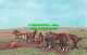 R519790 Westcountry Moorland Ponies. A Herd Of Ponies On Bodmin Moor.Plastichrom - Mondo