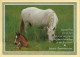 Chevaux : Jument Et Son Poulain / Joyeux Anniversaire (voir Scan Recto/verso) - Horses