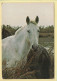 Chevaux : Image De Camargue (voir Scan Recto/verso) - Horses