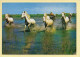 Chevaux : En Camargue Avec Les Gardians / Dans Le Marais / Chevaux Sauvages - Horses