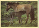 Chevaux : Chevaux D'Islande (voir Scan Recto/verso) - Horses