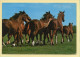 Chevaux : Chevaux (voir Scan Recto/verso) - Horses