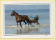 Chevaux : Attelage Au Bord De Mer / Normandie (voir Scan Recto/verso) - Paarden