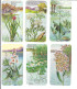 EC65 - CHROMO BOTANICA - PLANTES AQUATIQUES - Côte D'Or