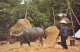 THAI FARMERS TRESH BY BUFFALO - Thaïlande