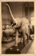 Tervueren - Musee Du Congo Belge - Elephant - Other & Unclassified