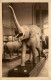 Tervueren - Musee Du Congo Belge - Elephant - Altri & Non Classificati