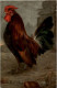 Hahn - Chicken - Vögel
