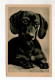 Y6855/ Hund Dackel Schöne AK 1930 - Dogs