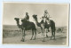 Y4696/ Beduinen Kamele Foto AK 1929 - Unclassified