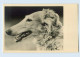K704/ Hund Windhund Schöne Foto AK Ca.1935 - Perros