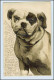 W4M00/ Hunde Hundeportrait 1902 AK - Dogs