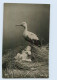 P4D30/ Storch Und Baby Foto AK 1909 - Dogs
