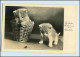 P3C13/ Katzen Geburtstag Foto AK 1939 - Dogs