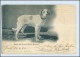 P3C18/ Chien Du Grand Saint-Barnard  Hunde AK 1899 - Dogs