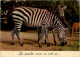 Zebra - Horses