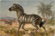 Zebra - Pferde