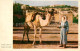 13309268 Nazareth Israel Beduin With Camel Nazareth Israel - Israel