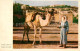 13309268 Nazareth Israel Beduin With Camel Nazareth Israel - Israele