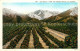 13307921 California_US-State Old Baldy From The Orange Groves - Autres & Non Classés