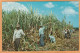 Puerto Rico Old Postcard - Puerto Rico