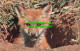 R523669 British Mammals. Fox Cub. J. Salmon - Mondo