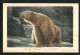 AK Eisbär Im Zoologischen Garten  - Bären