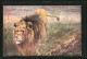 Künstler-AK Männlicher Löwe Im Hohen Gras Der Savanne  - Tiger