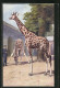 Künstler-AK Giraffen Im Zoo Mit Ihrem Wärter  - Giraffe