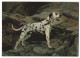 3D-AK Dalmatiner Auf Felsen, Dalmatian  - Fotografia