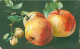 Illustrateur Italien - Nature Morte - Fruits    Q 2556 - Paintings
