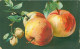 Illustrateur Italien - Nature Morte - Fruits    Q 2556 - Peintures & Tableaux