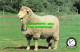 R525394 The Well Known Dohne Merino Sheep Breed Was Developed In The Stutterheim - World