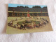 BELLE CARTE "LE HARAS NATIONAL"...A HENNEBONT..MORBIHAN - Paarden