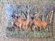 KB10/1391-Sénégal Parc National Du Niokolo Koba Harde D'antilopes Cheval (Koba) - Senegal