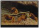 Tiere-AK Carl Hagenbeck's Tierpark: Offene Löwenschlucht, Ungebraucht, Um 1910 - Vogels