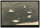 Foto-AK Schwäne Auf Dem Genfersee / Cygnes Du Leman, GENF 8.5.1907 - Vogels