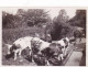 Photo Originale - 1936 - ORCIVAL - Les Vaches A L'abreuvoir - Lugares